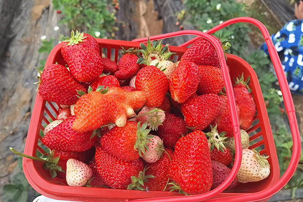 Ημέρα διασκέδασης του Qingdao Star Machine στο Strawberry Fields